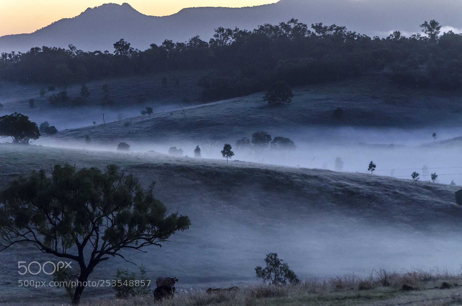 Nikon D7000 sample photo. Lowlight morning mist photography