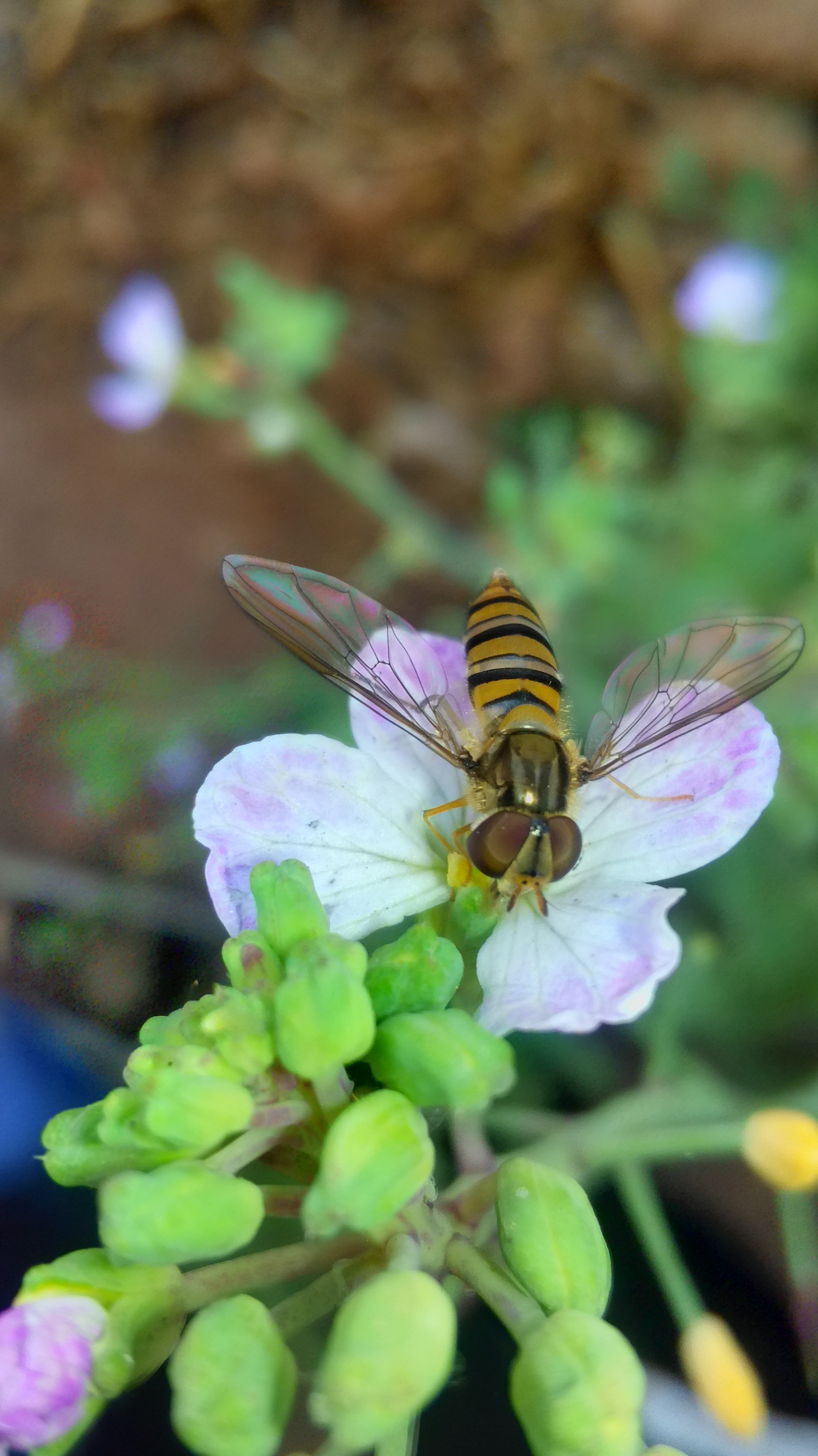 HUAWEI Y541-U02 sample photo. Hoverfly photography
