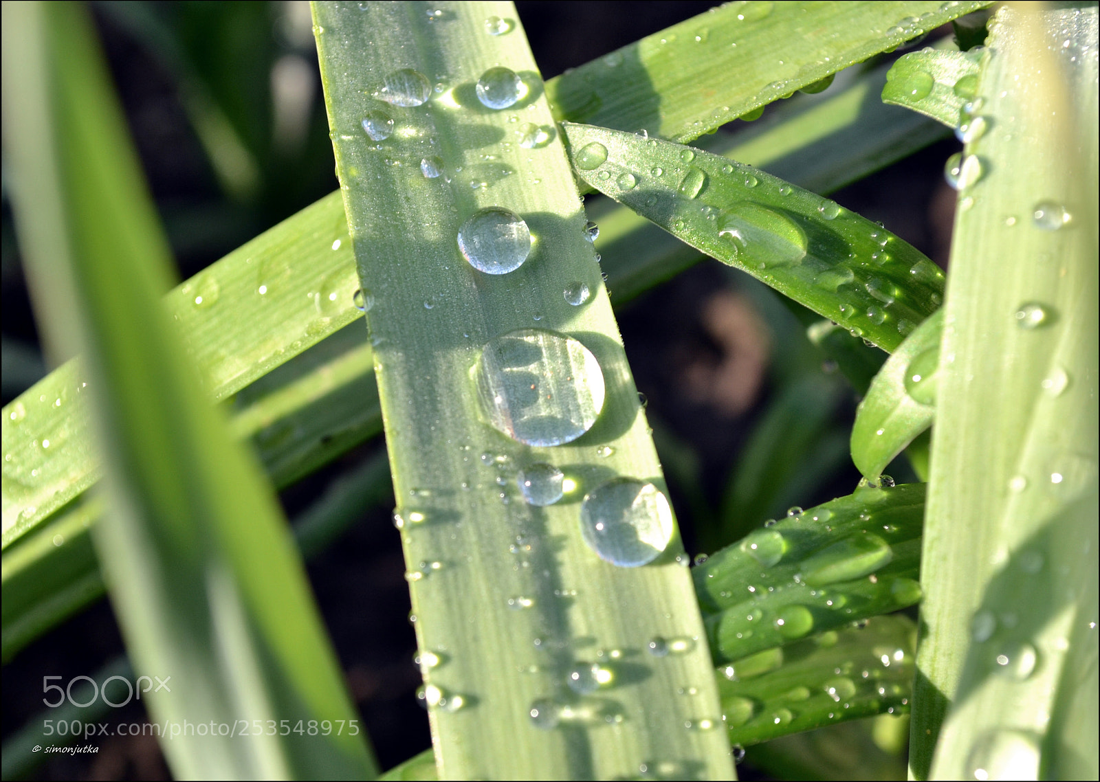 Nikon D3100 sample photo. Dew drops photography