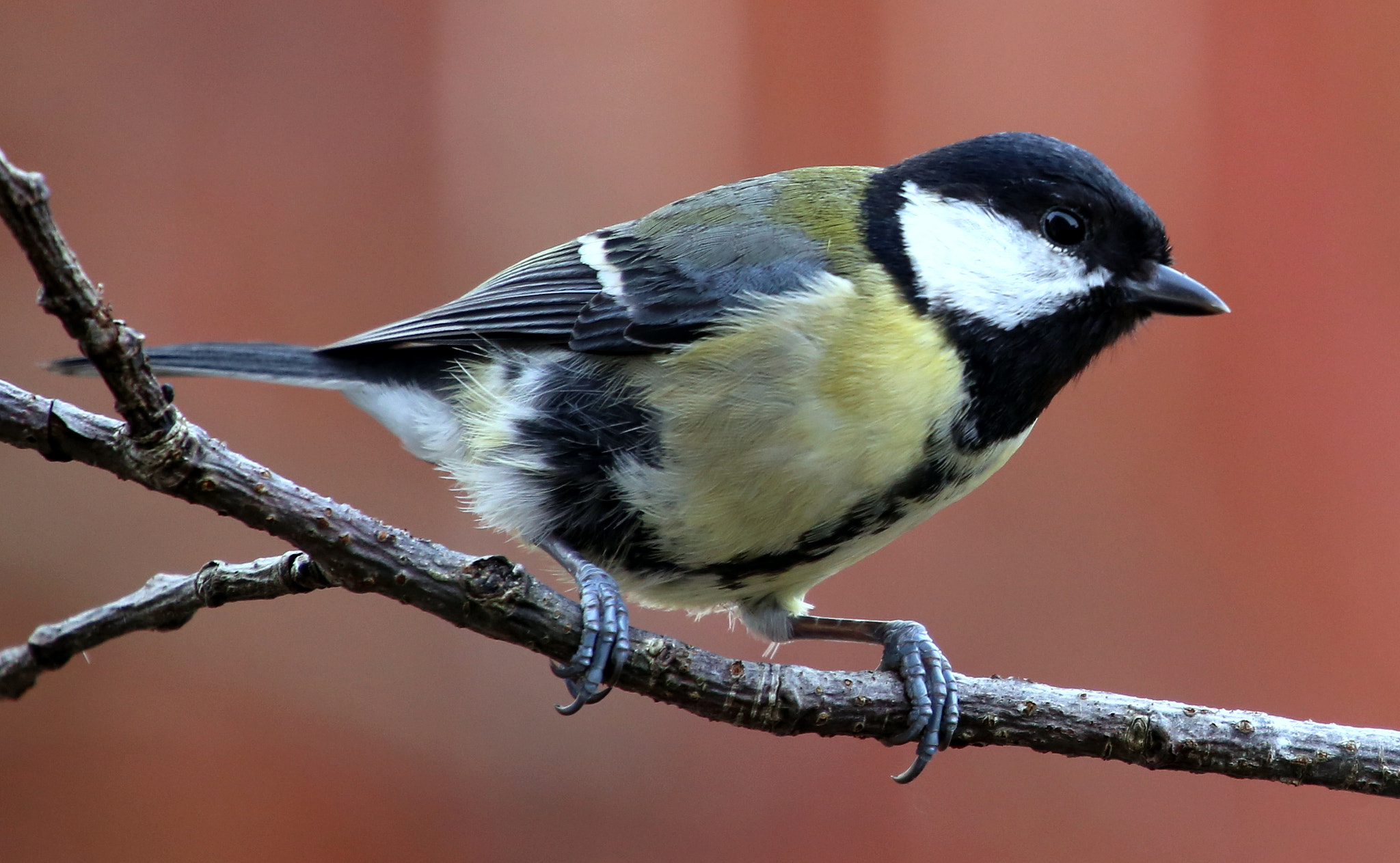 Canon EF 70-200mm F4L IS USM sample photo. Great tit photography