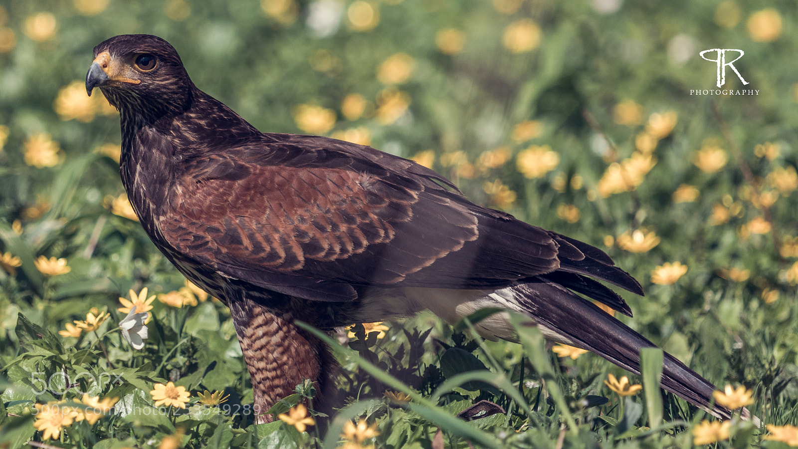 Canon EOS 80D sample photo. Parabuteo unicinctus photography