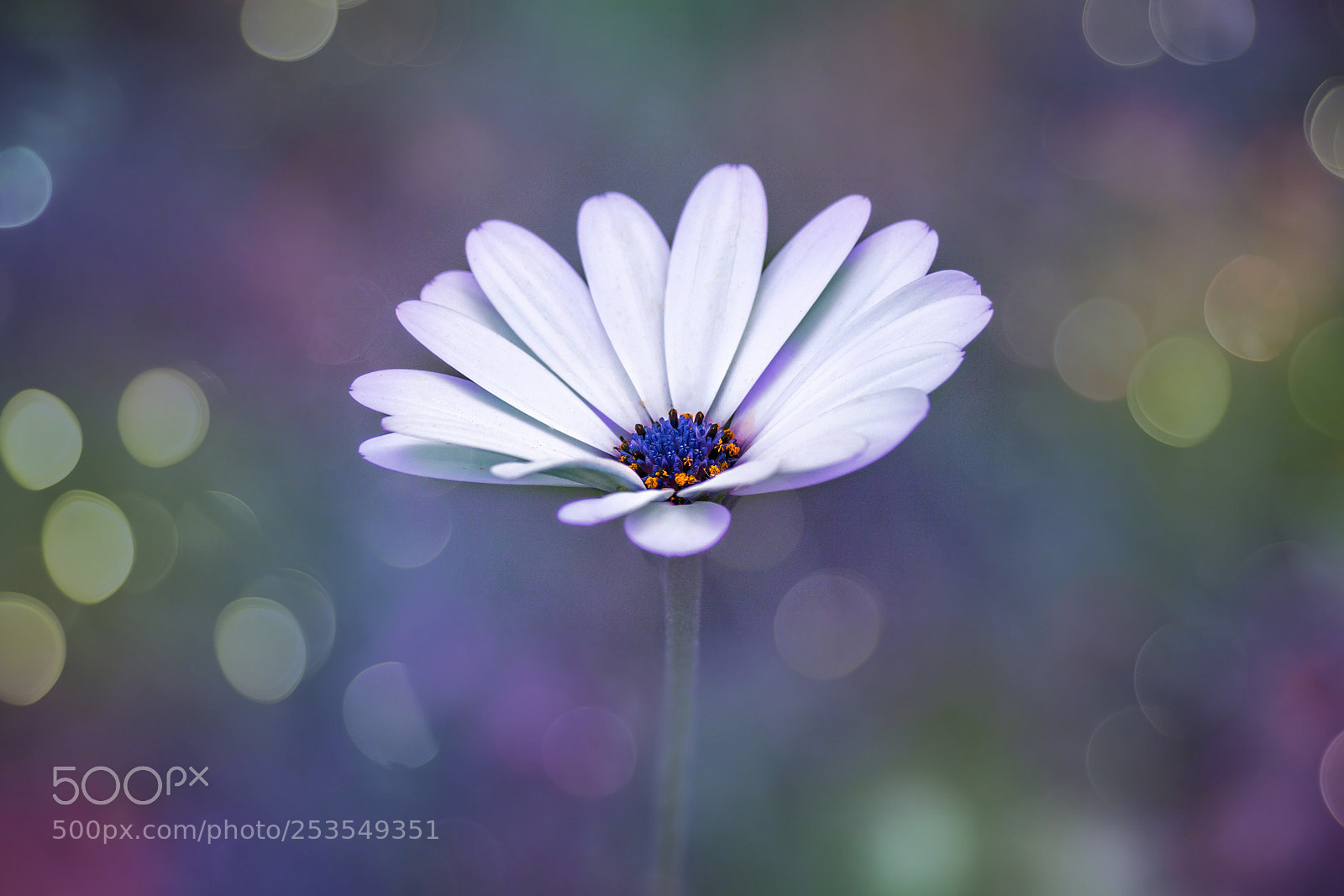 Canon EOS 50D sample photo. A flower photography