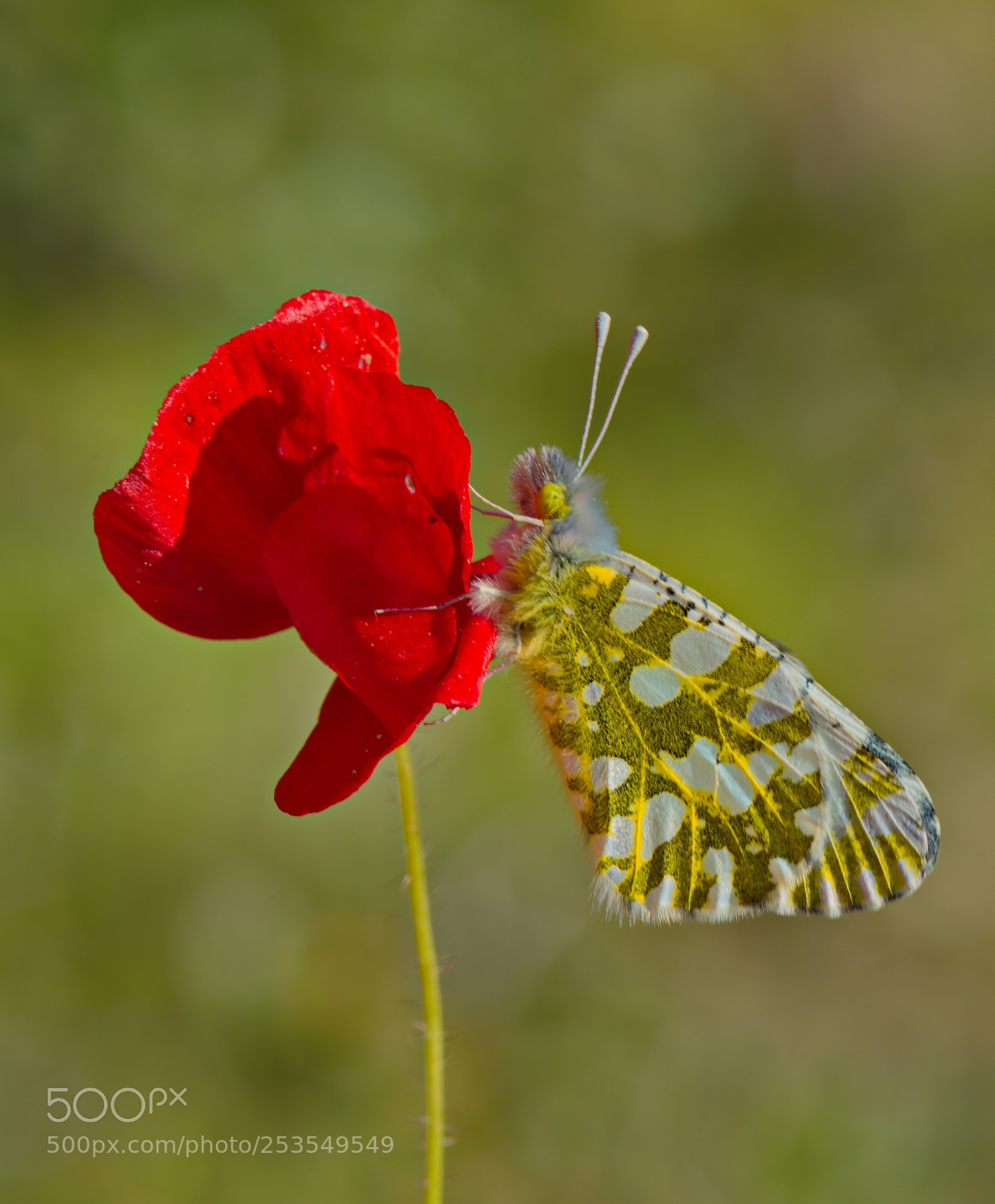 Nikon D810 sample photo. **** photography