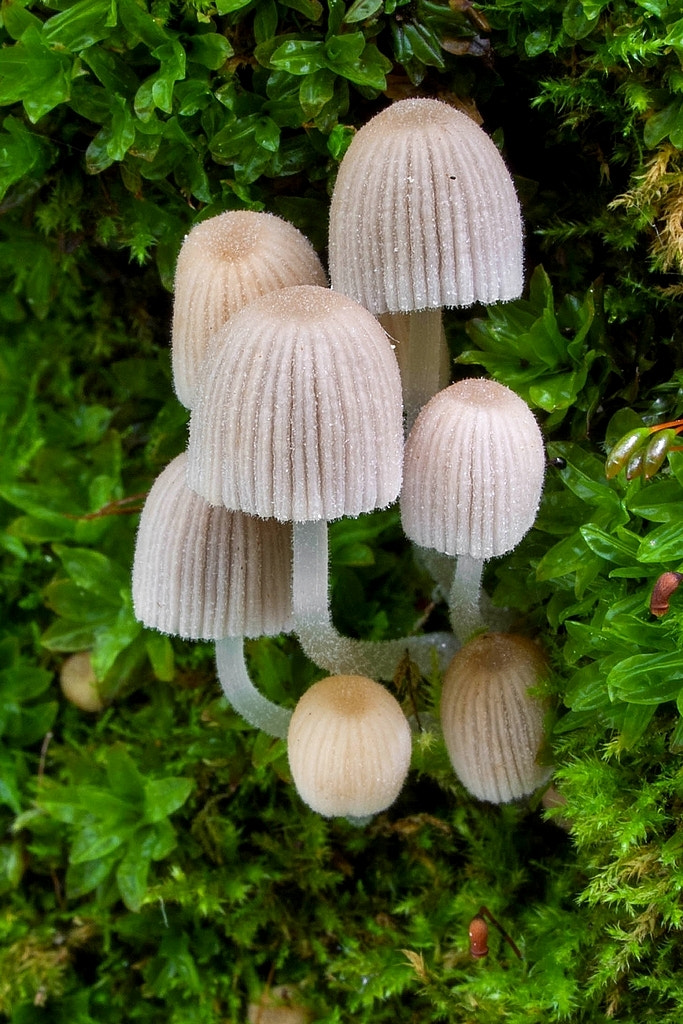 Olympus E-330 (EVOLT E-330) sample photo. Fairy inkcap ( 	coprinellus disseminatus) photography