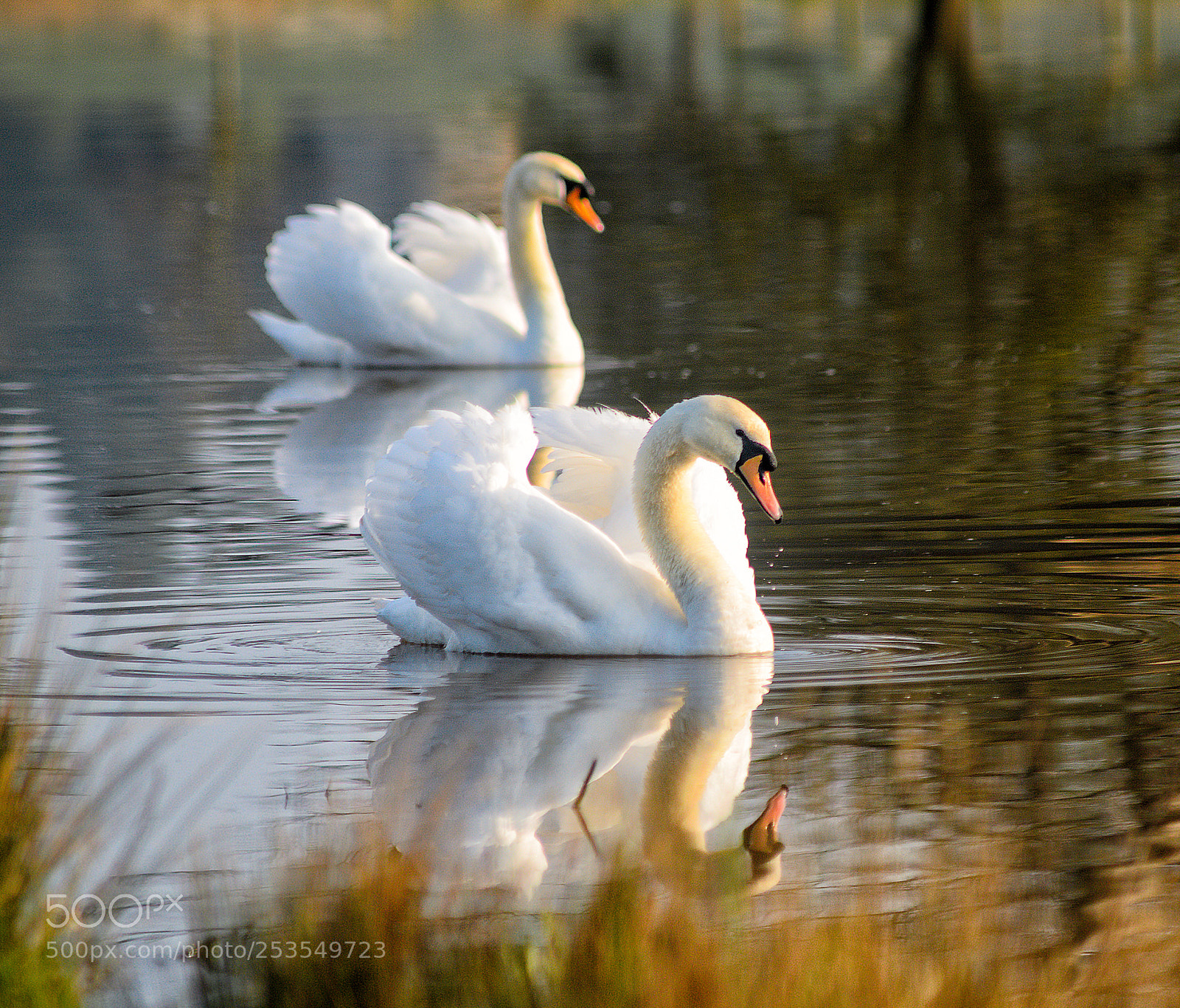 Nikon D7000 sample photo. Mute swans photography