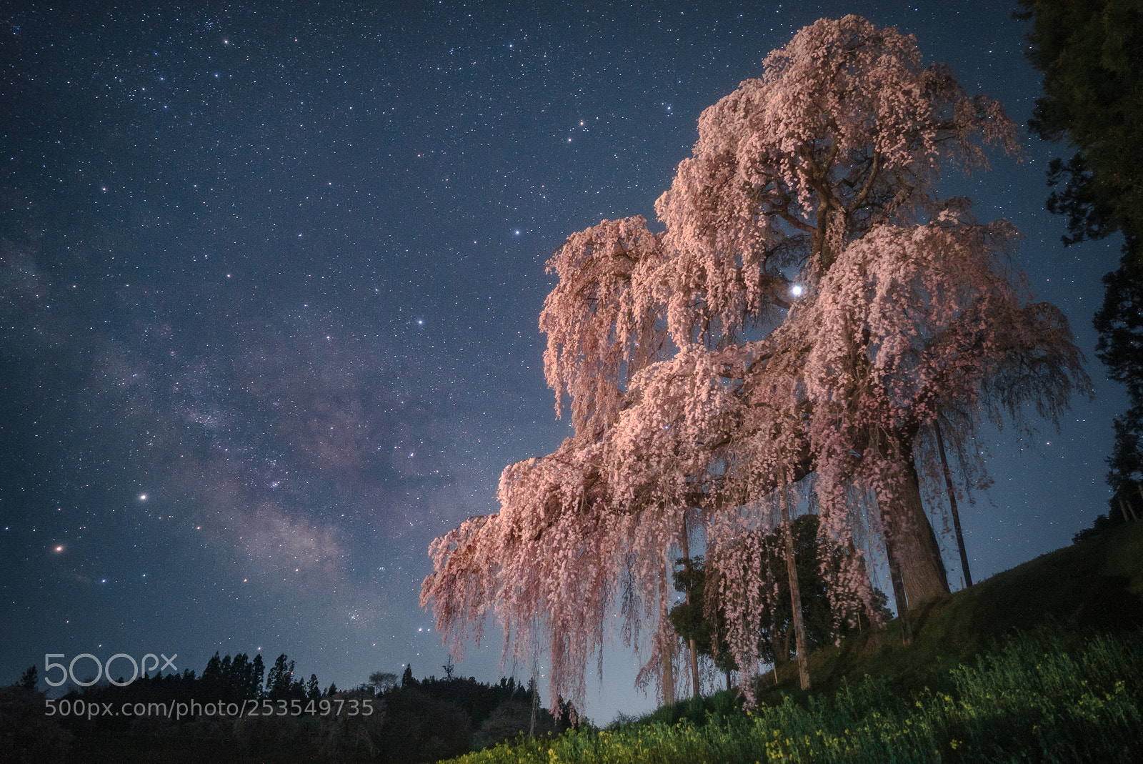 Sony a7S II sample photo. Weeping cherry tree and photography