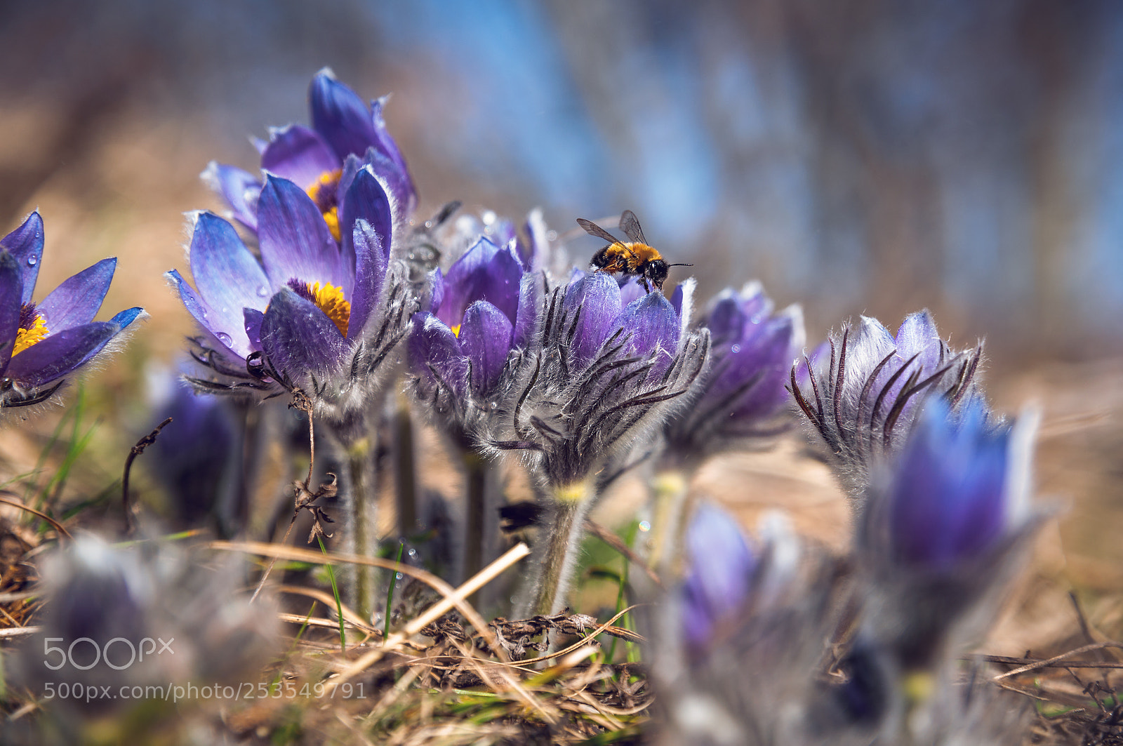 Nikon D5000 sample photo. Pasque-flowers photography