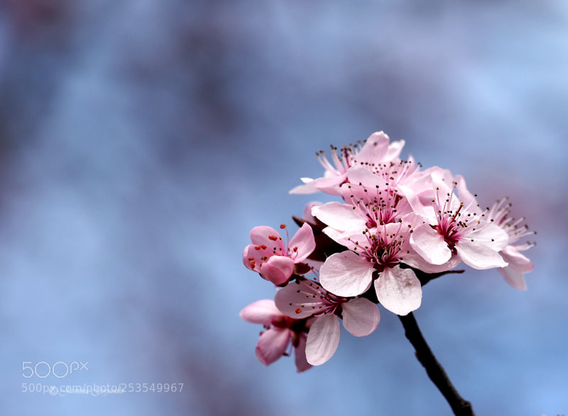Olympus OM-D E-M1 Mark II sample photo. Spring head photography
