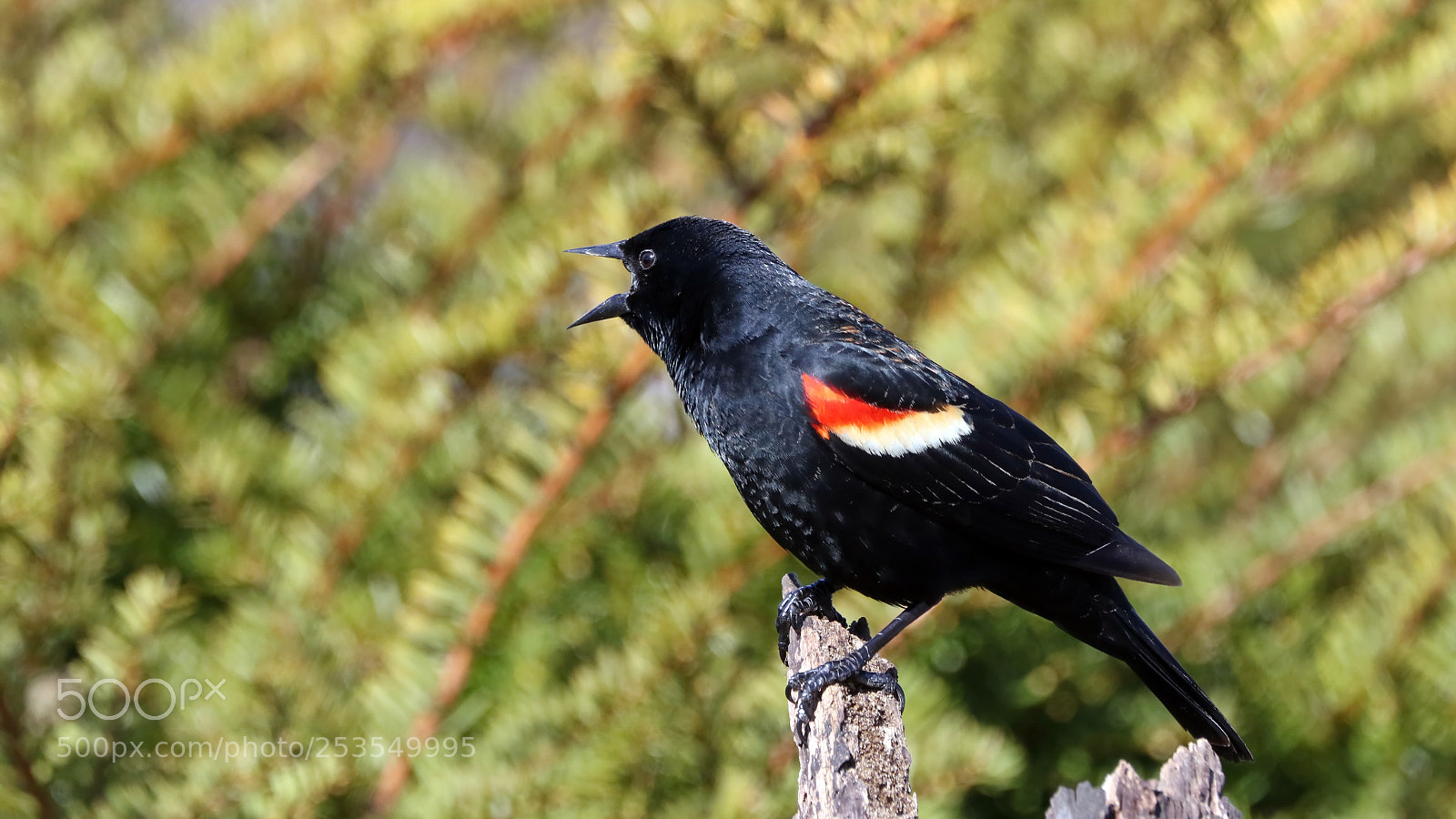 Canon EOS 7D Mark II sample photo. Red-winged blackbird photography