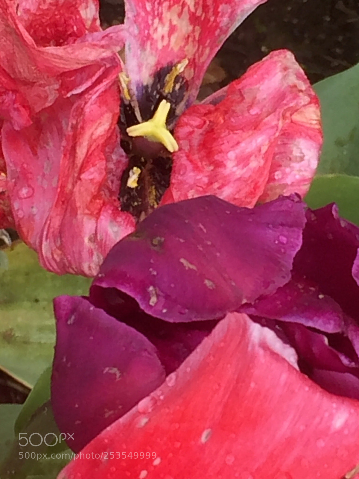 Apple iPhone 6 Plus sample photo. Tulip tempest trilogy 2 photography