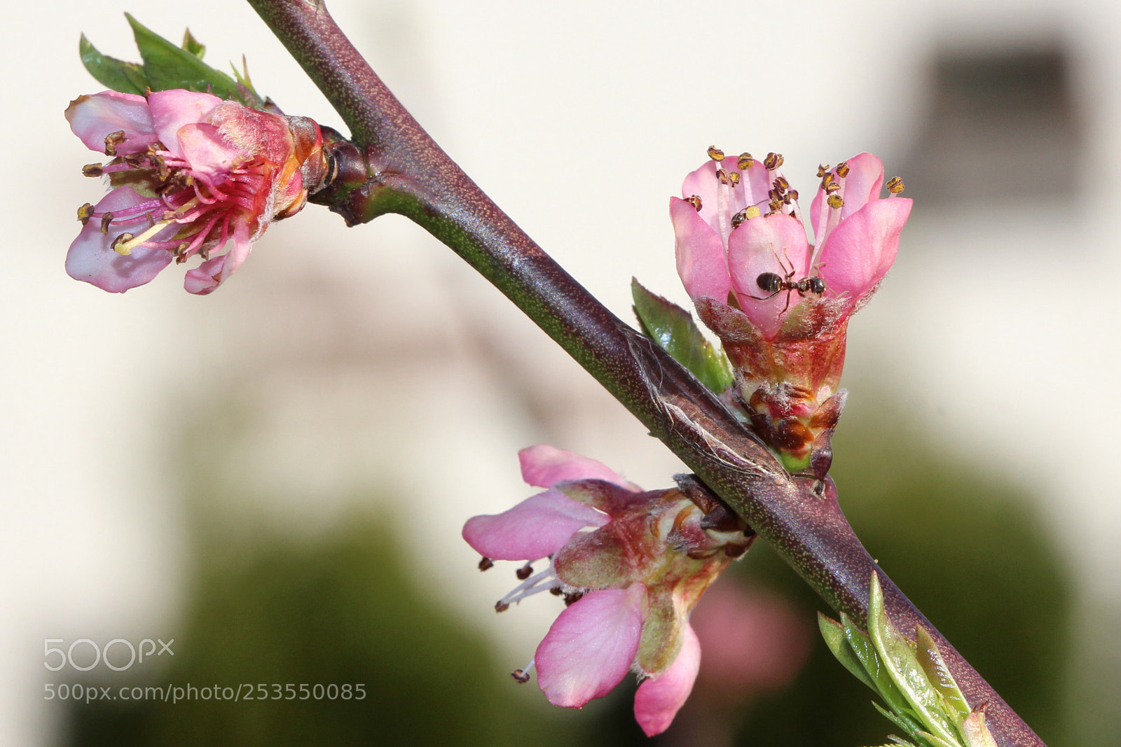 Canon EOS 700D (EOS Rebel T5i / EOS Kiss X7i) sample photo. Peach blossoms photography
