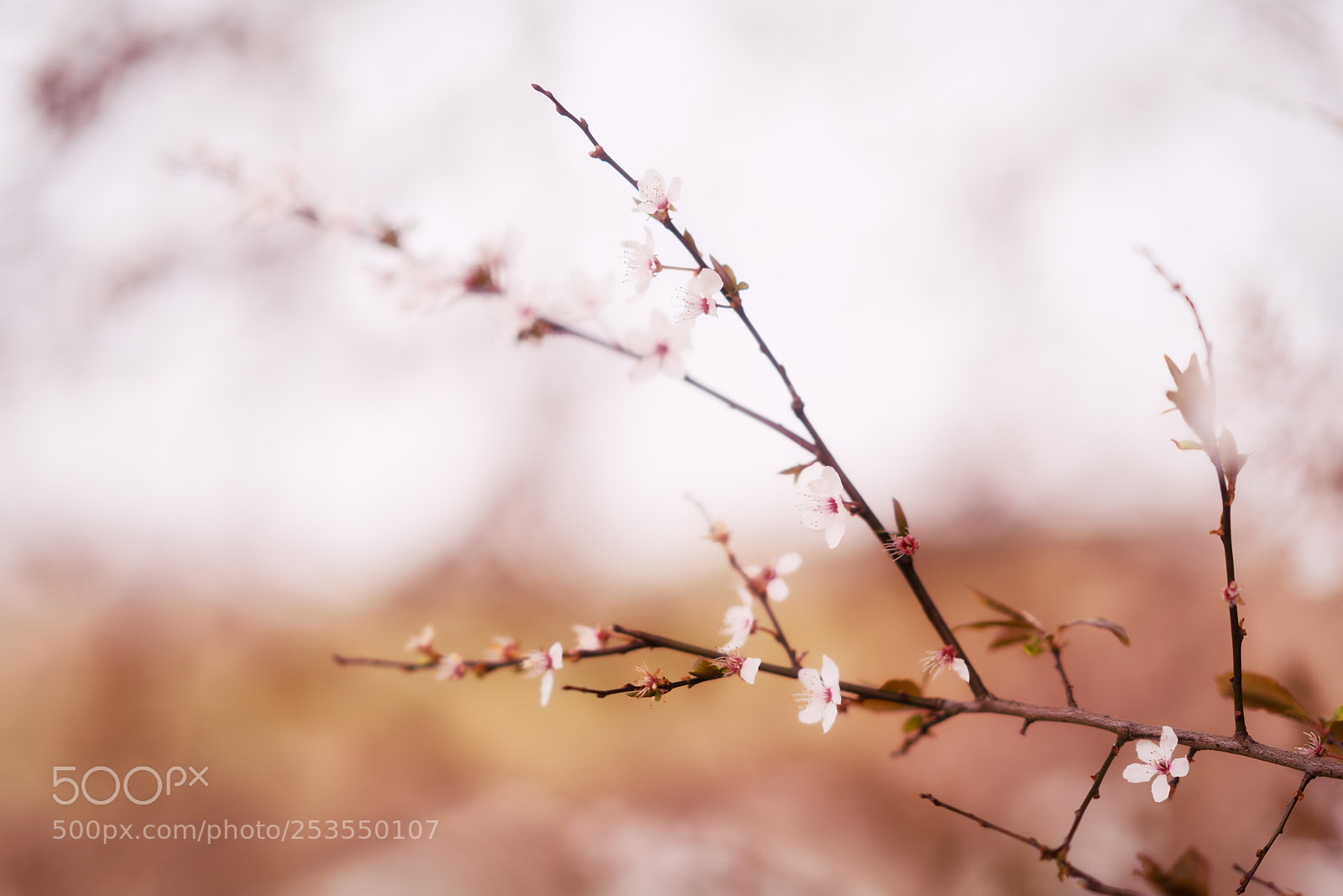 Sony a7R II sample photo. Spring blossom photography
