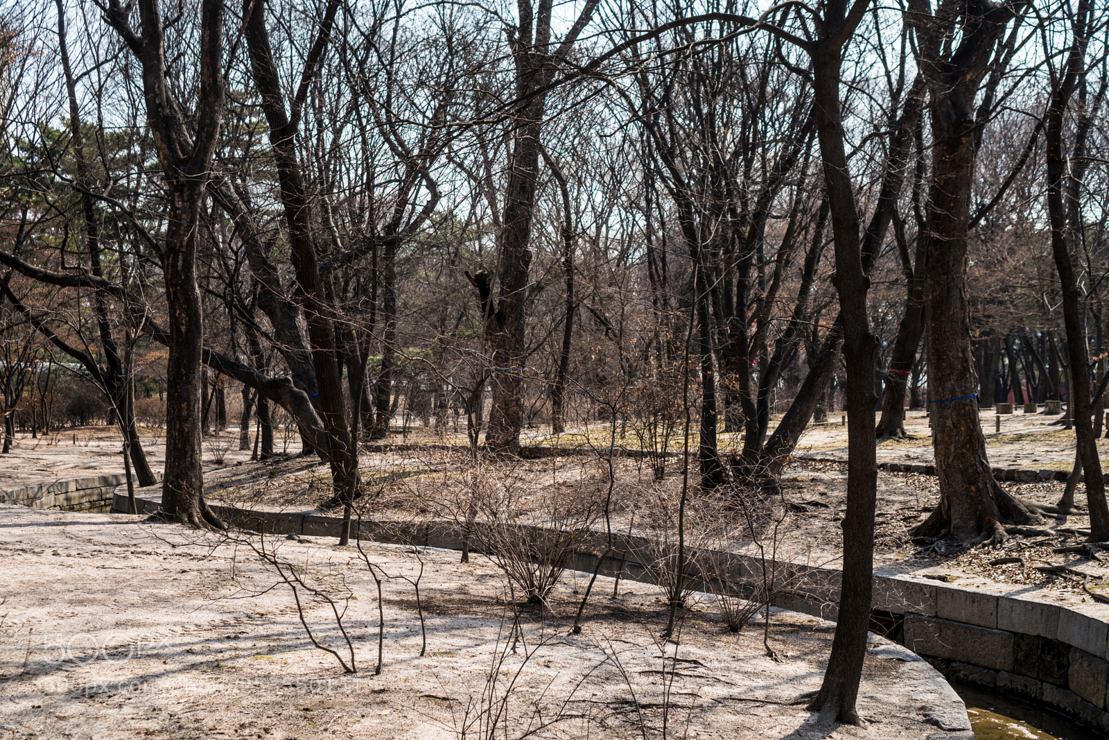 Sony a6300 sample photo. Cold forest photography