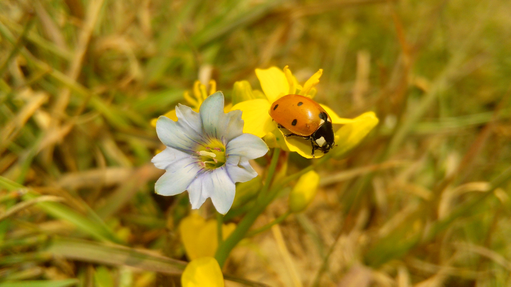 HUAWEI Y541-U02 sample photo. Bug on flower photography