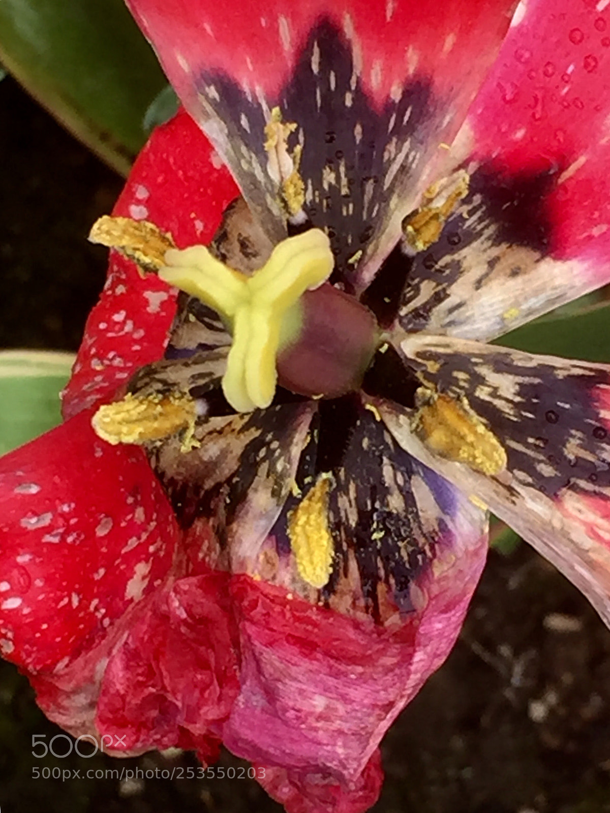 Apple iPhone 6 Plus sample photo. Tulip tempest trilogy 3 photography