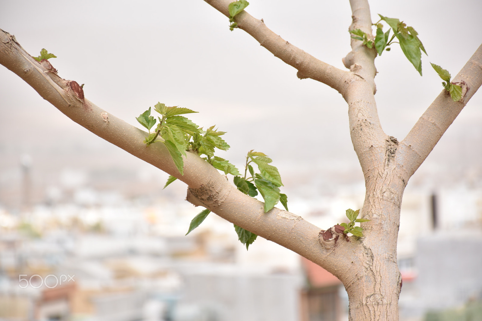 Nikon D5600 sample photo. Sprouts photography