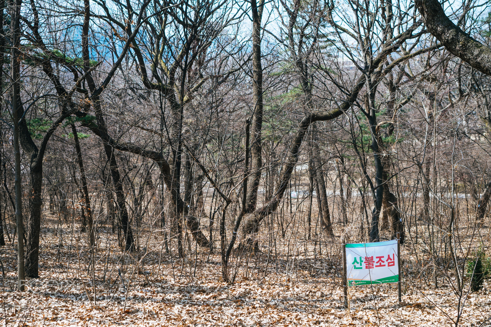 Sony a6300 sample photo. Forest trees photography