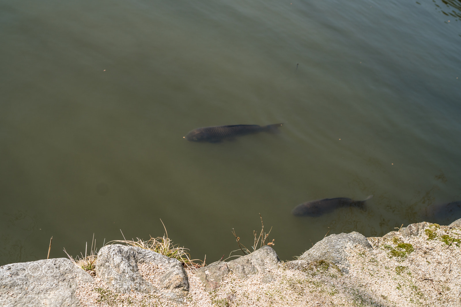 Sony a6300 sample photo. Fish photography
