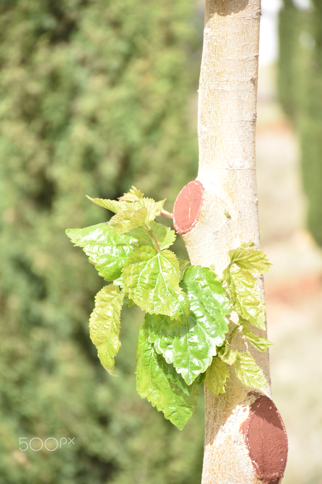 Nikon D5600 sample photo. Sprouts photography