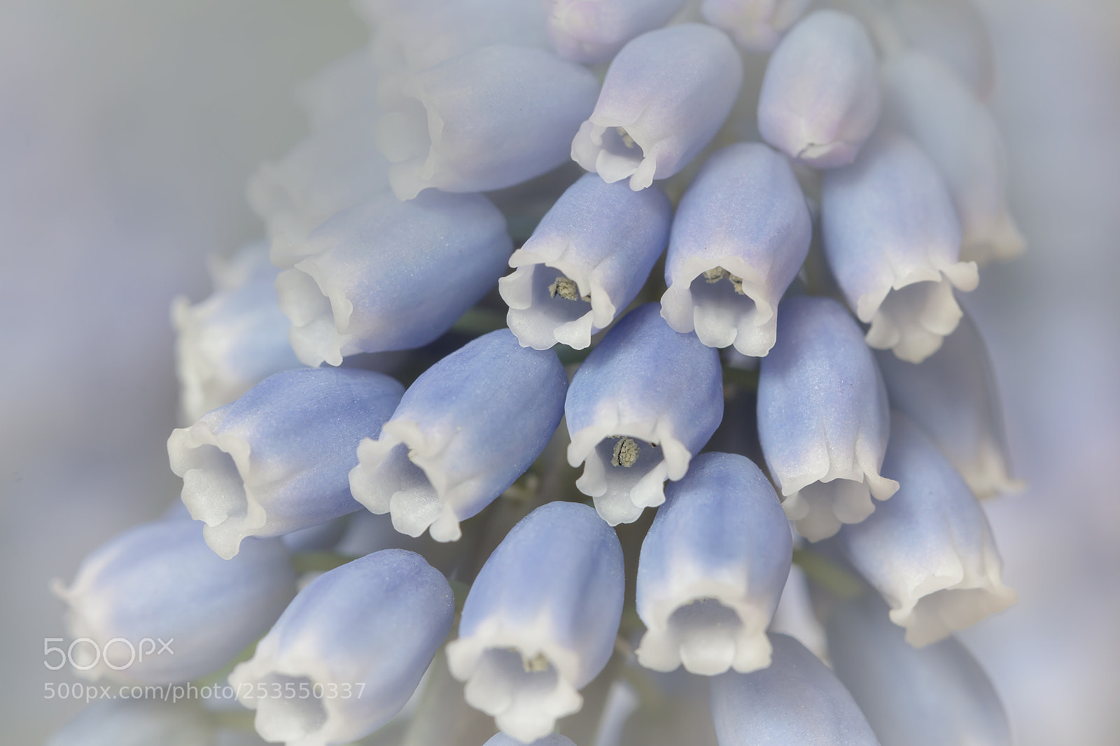 Canon EOS 60D sample photo. Muscari photography