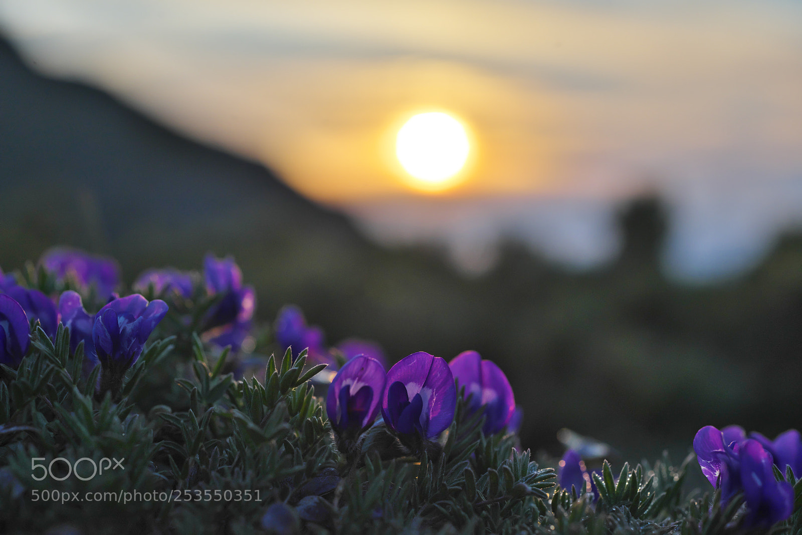 Nikon D610 sample photo. Sunrise and oxytropis japonica photography