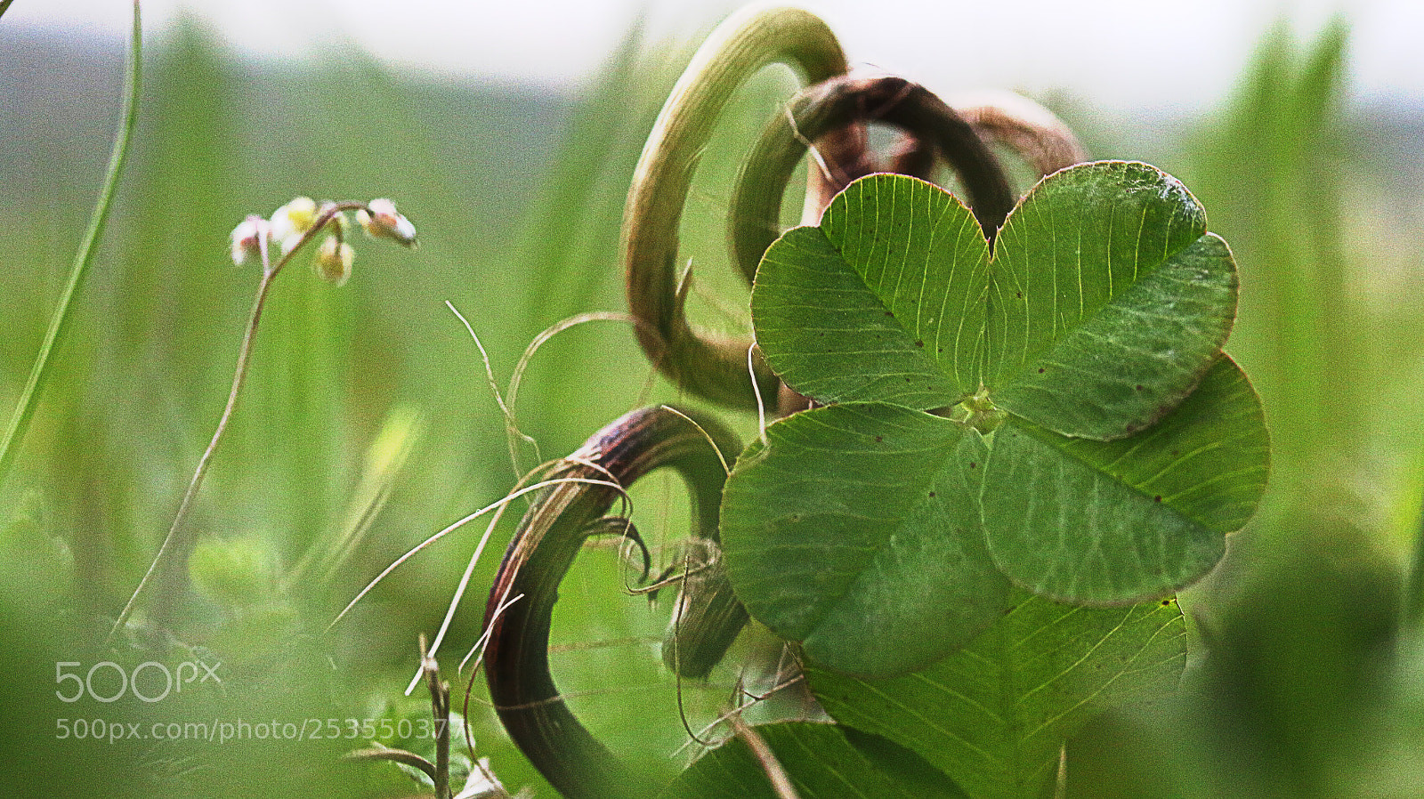 Canon EOS 70D sample photo. Img photography