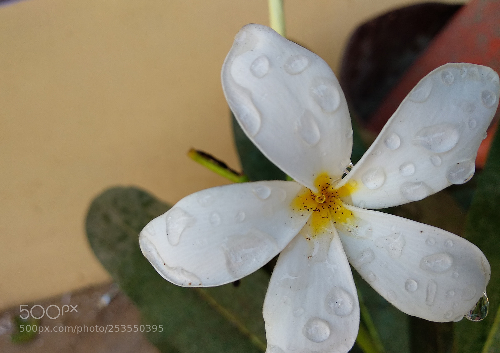 Xiaomi Mi A1 sample photo. Img_20180119_092642.jpg photography