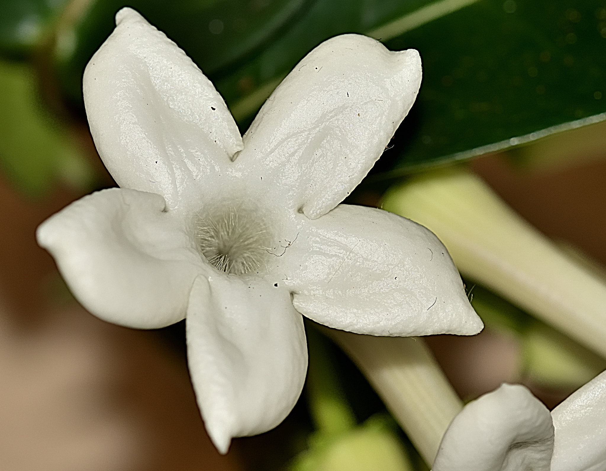 Sigma 105mm F2.8 EX DG OS HSM sample photo. Dms photography
