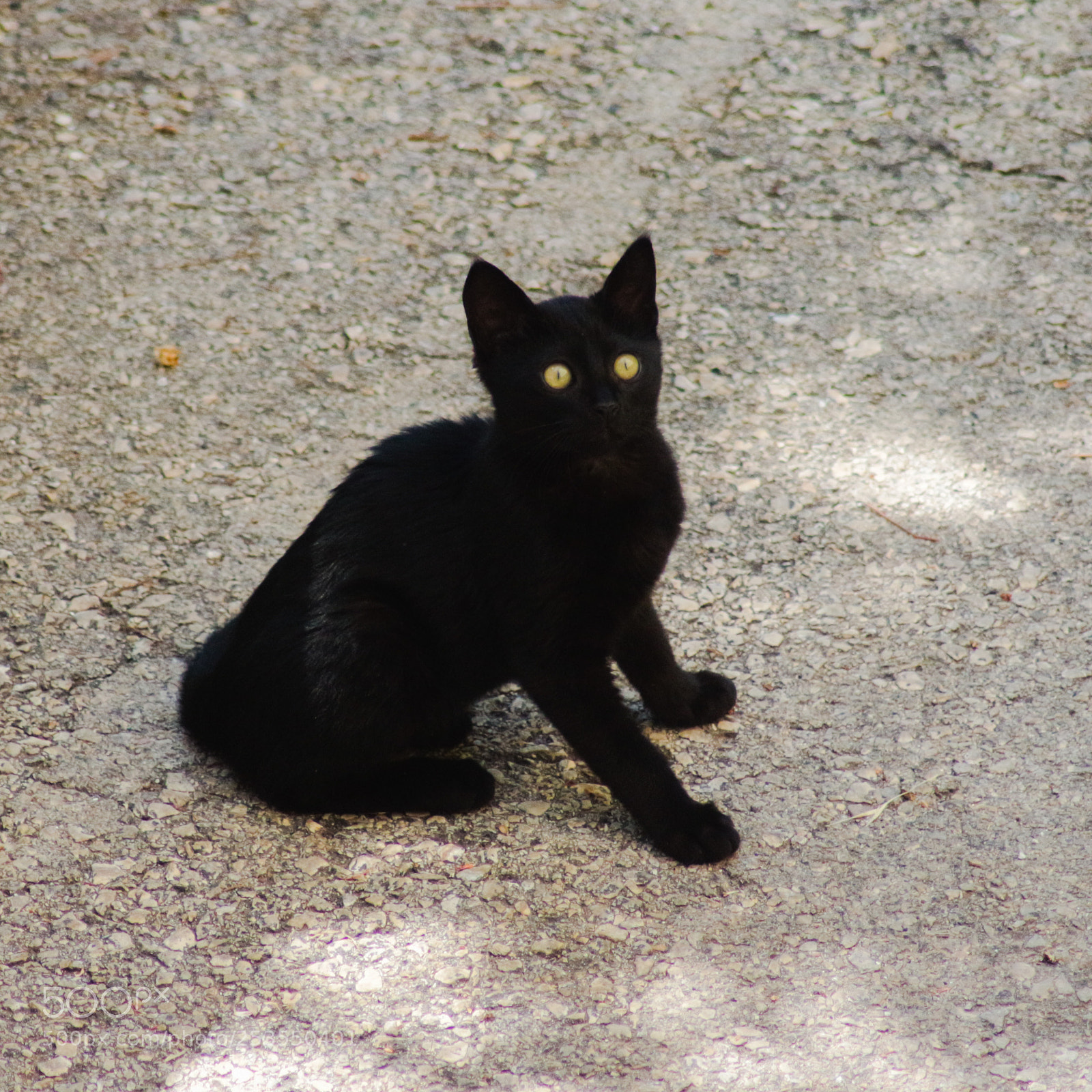 Canon EOS 700D (EOS Rebel T5i / EOS Kiss X7i) sample photo. Tiny photography