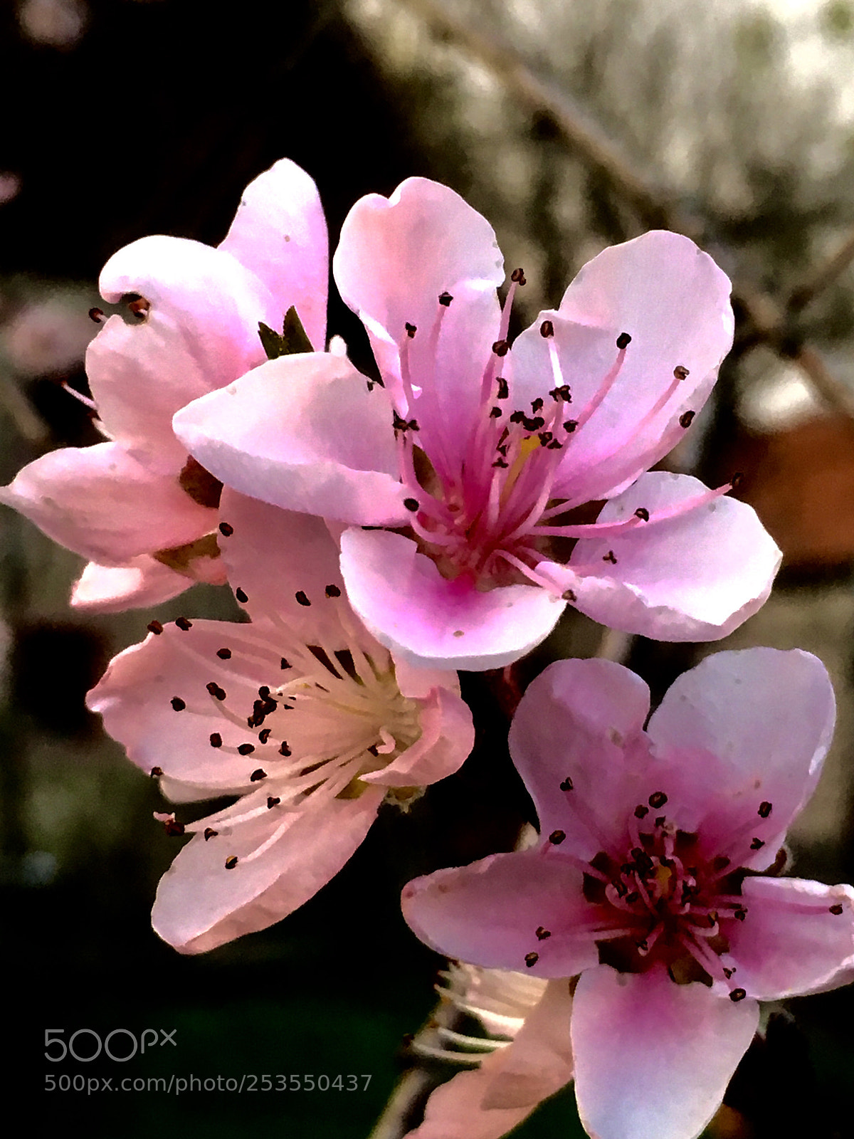 Apple iPhone SE sample photo. Untitled photography