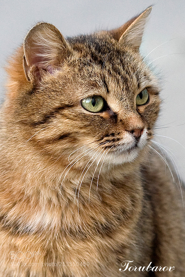 Canon EOS 5D sample photo. Cat photography