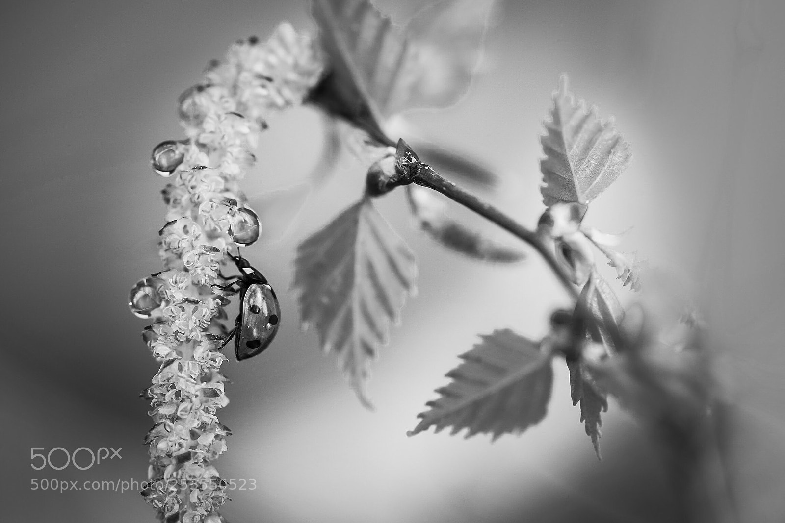 Nikon D810 sample photo. Spring  photography