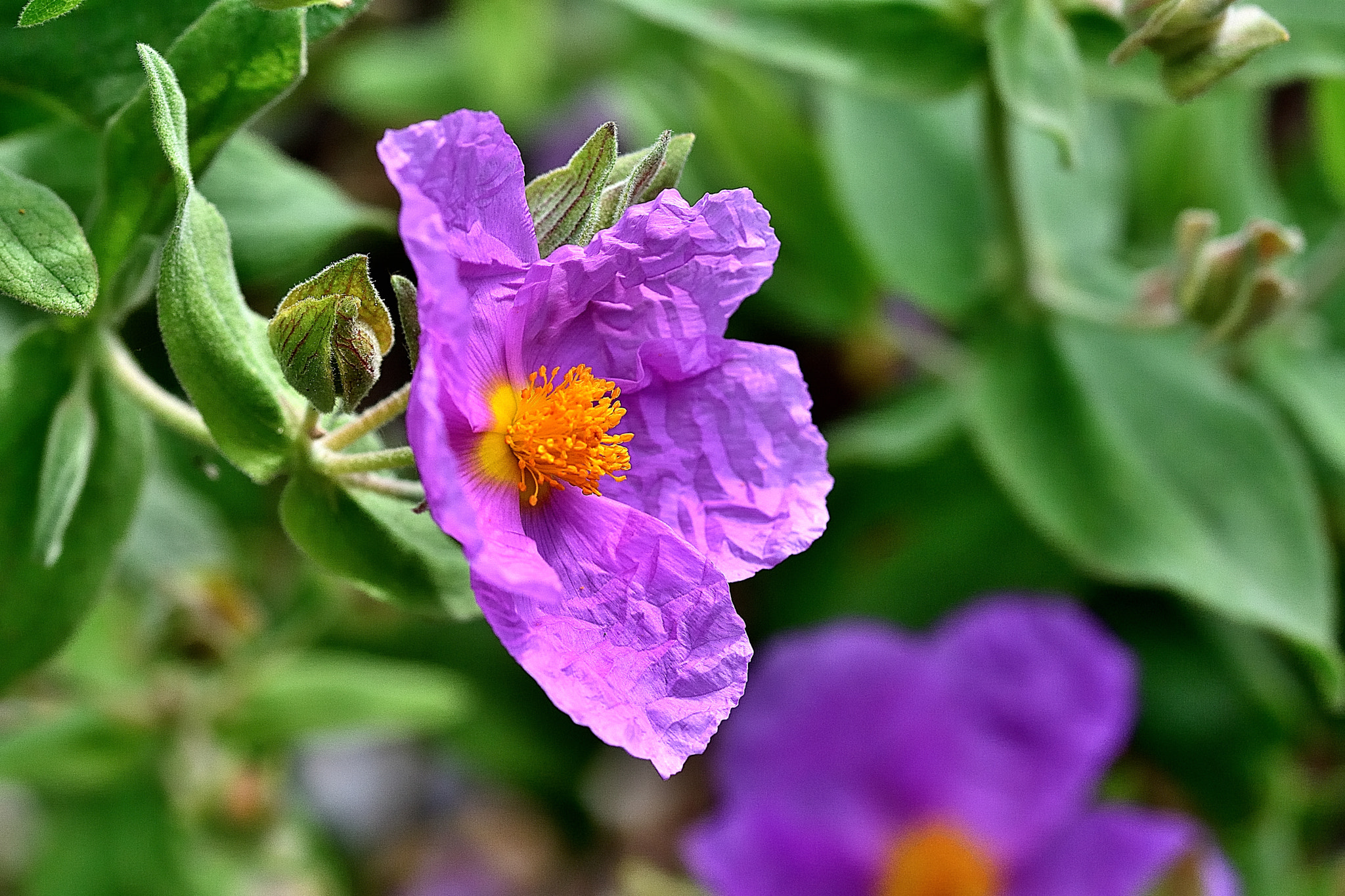 Sigma 105mm F2.8 EX DG OS HSM sample photo. Dms photography