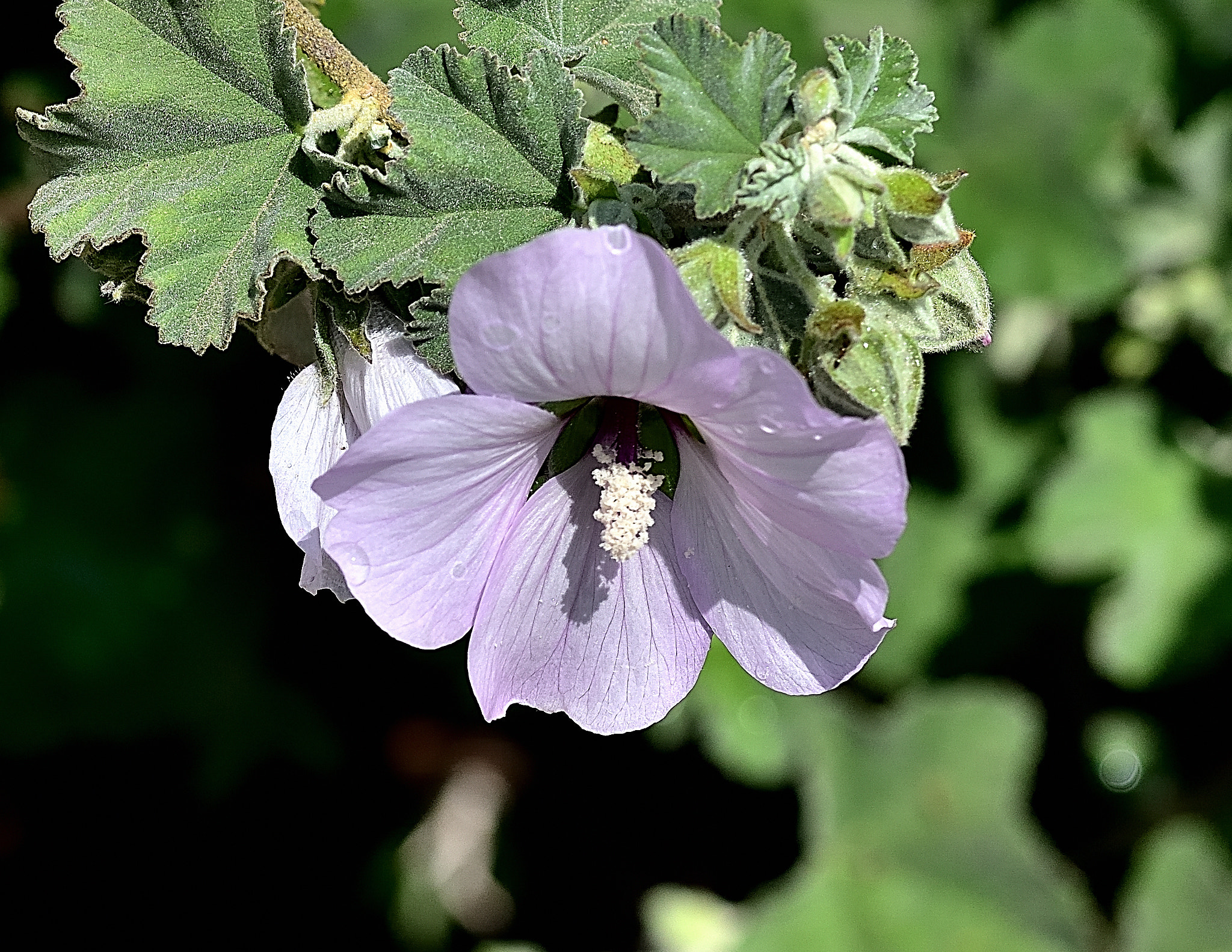 Sigma 105mm F2.8 EX DG OS HSM sample photo. Dms photography