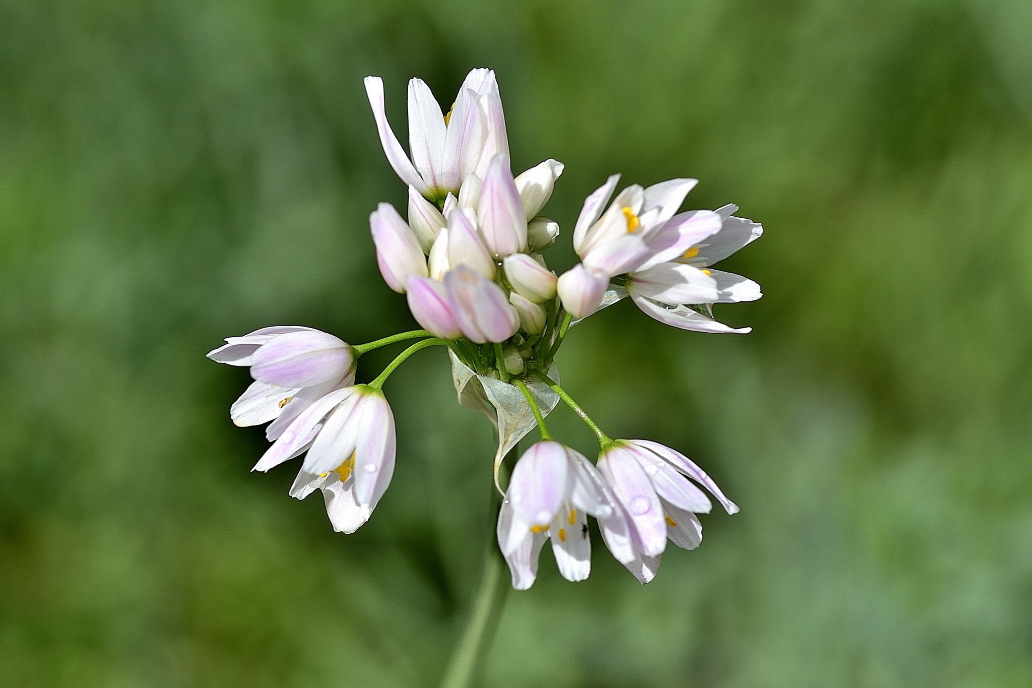 Sigma 105mm F2.8 EX DG OS HSM sample photo. Dms photography