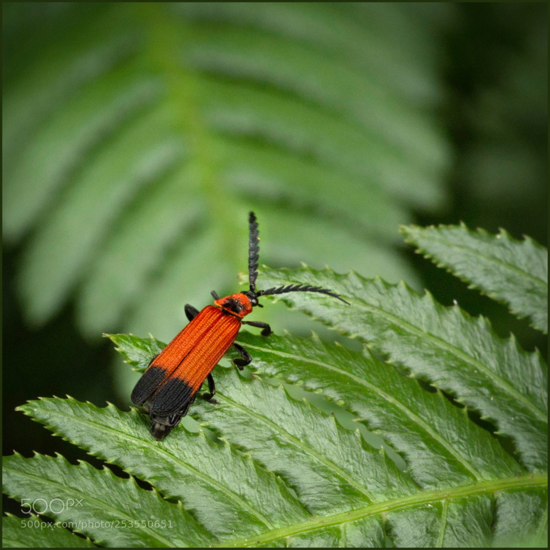 Olympus OM-D E-M1 Mark II sample photo. A study in orange photography
