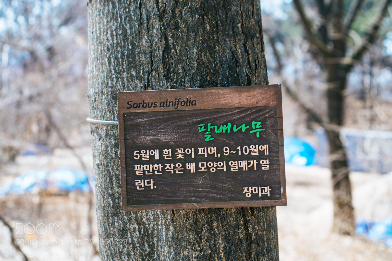 Sony a6300 sample photo. Sorbus photography