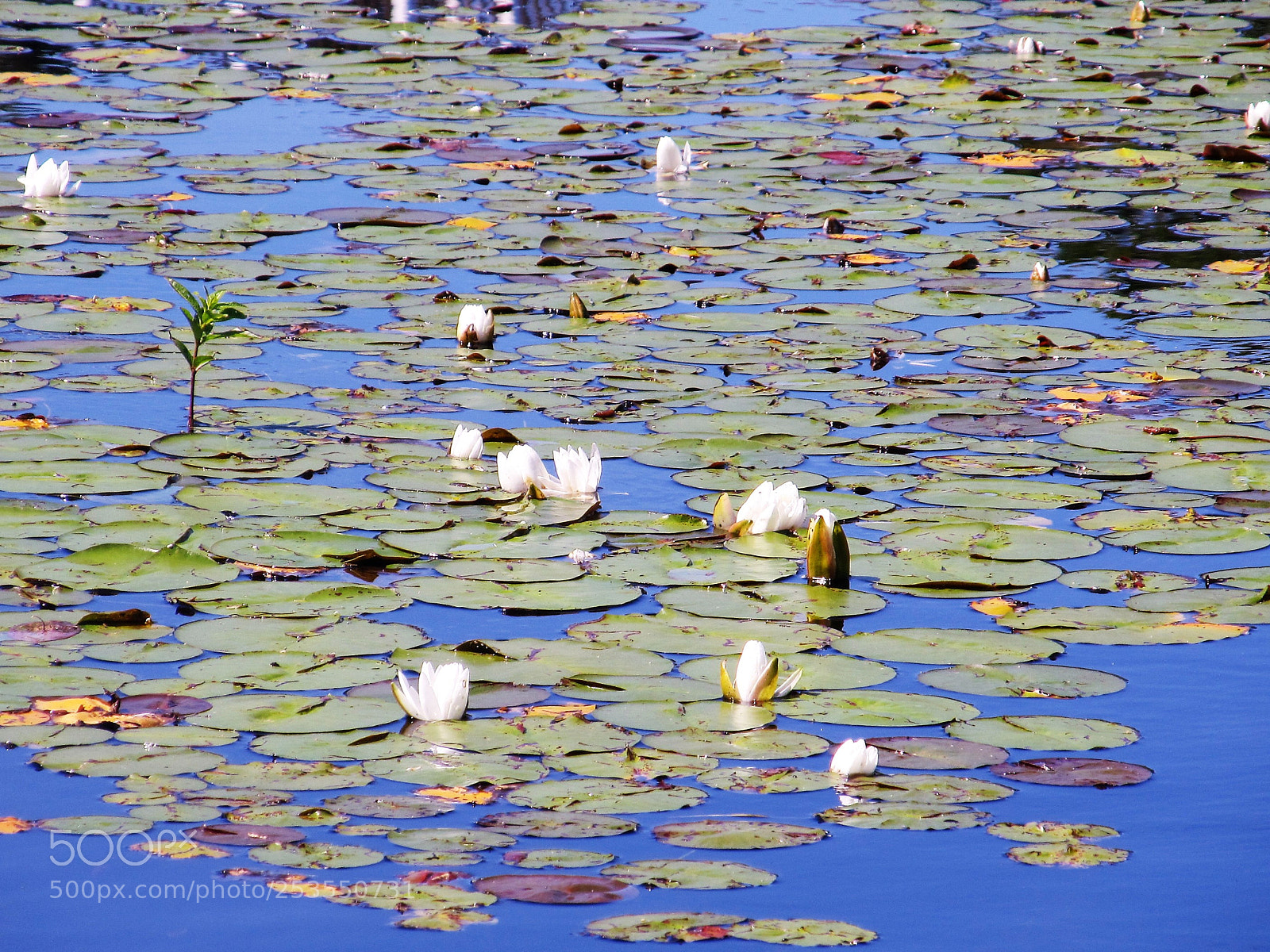 Canon PowerShot SX130 IS sample photo. Cape lillies photography