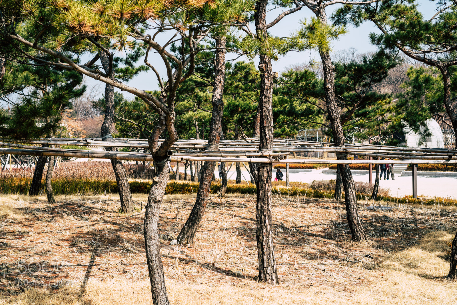 Sony a6300 sample photo. Trees photography