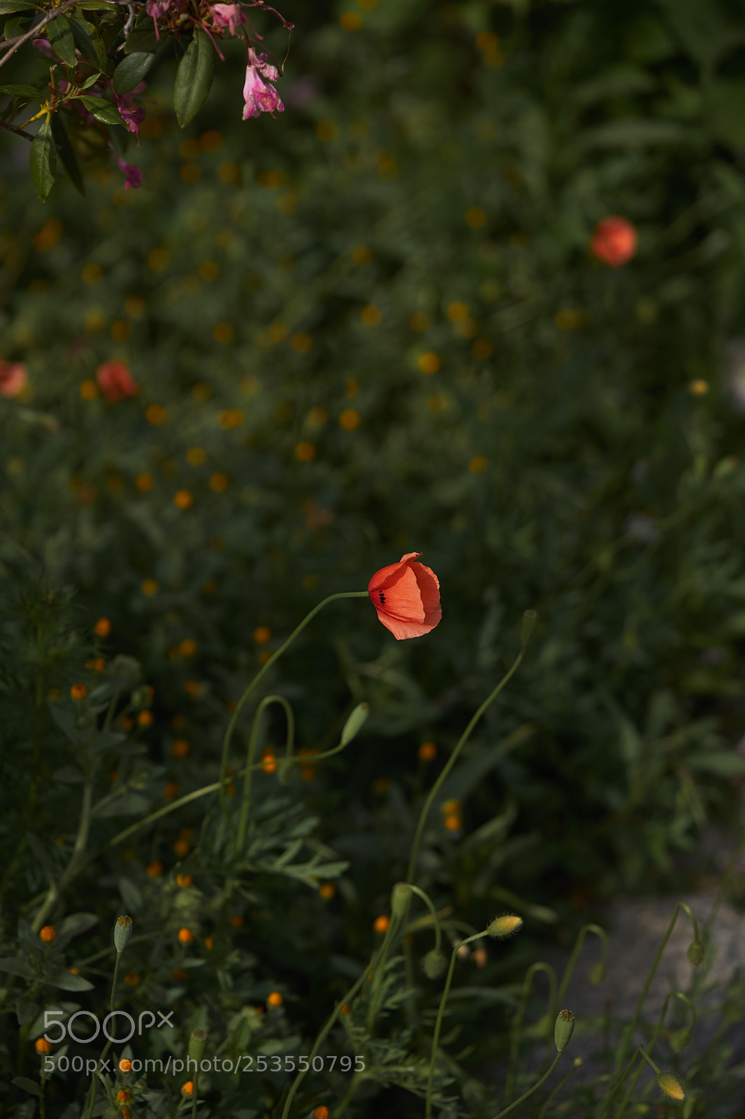 Sony a7 sample photo. Flowers 6399 photography