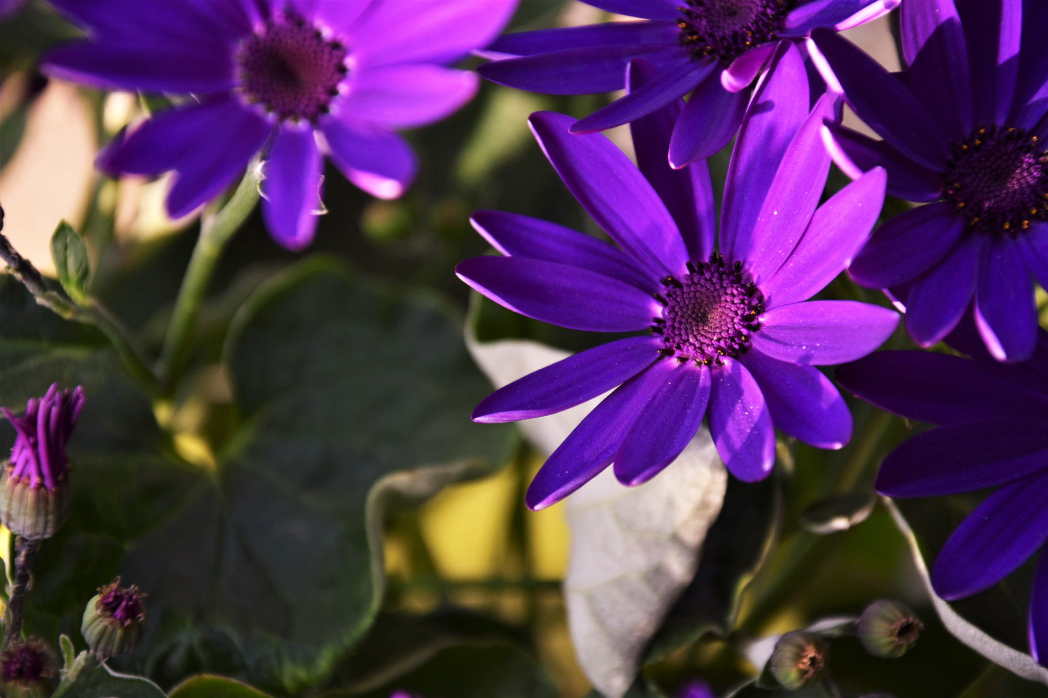 Nikon D7200 sample photo. Dsc photography
