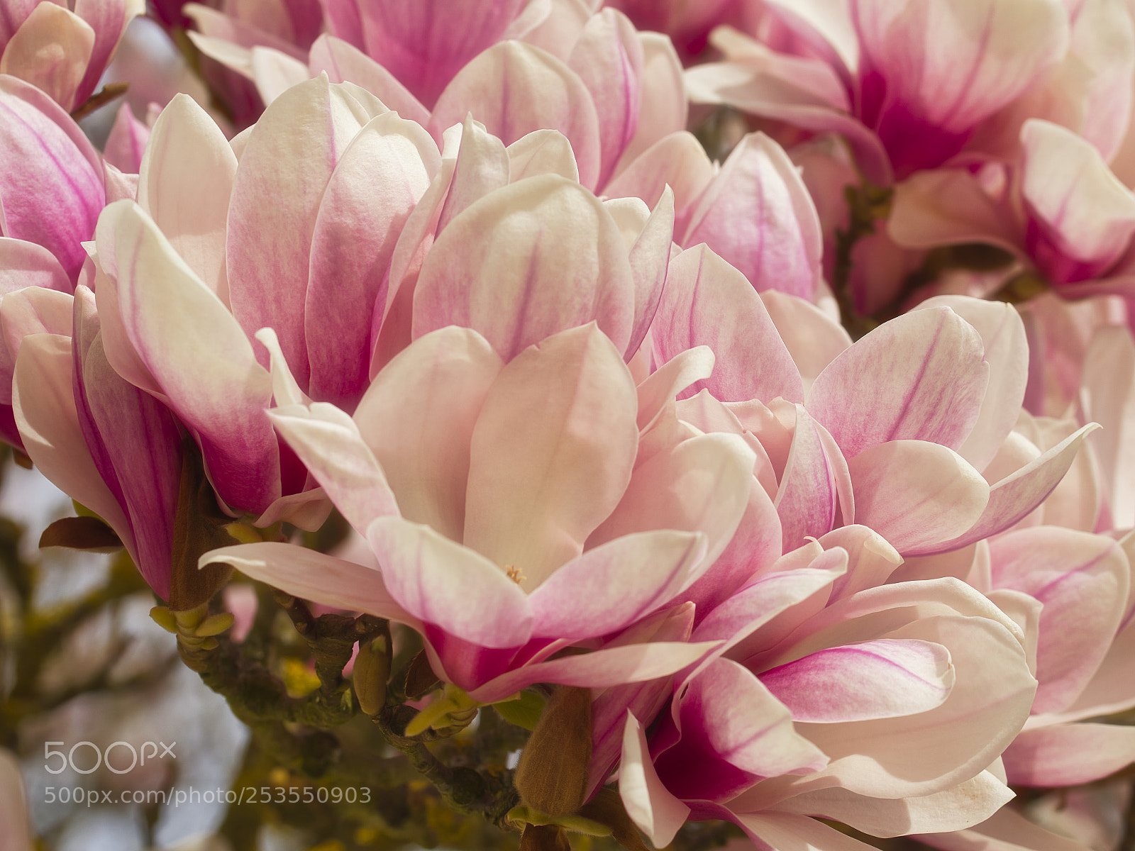 Sony ILCA-77M2 sample photo. Magnolienblüten photography