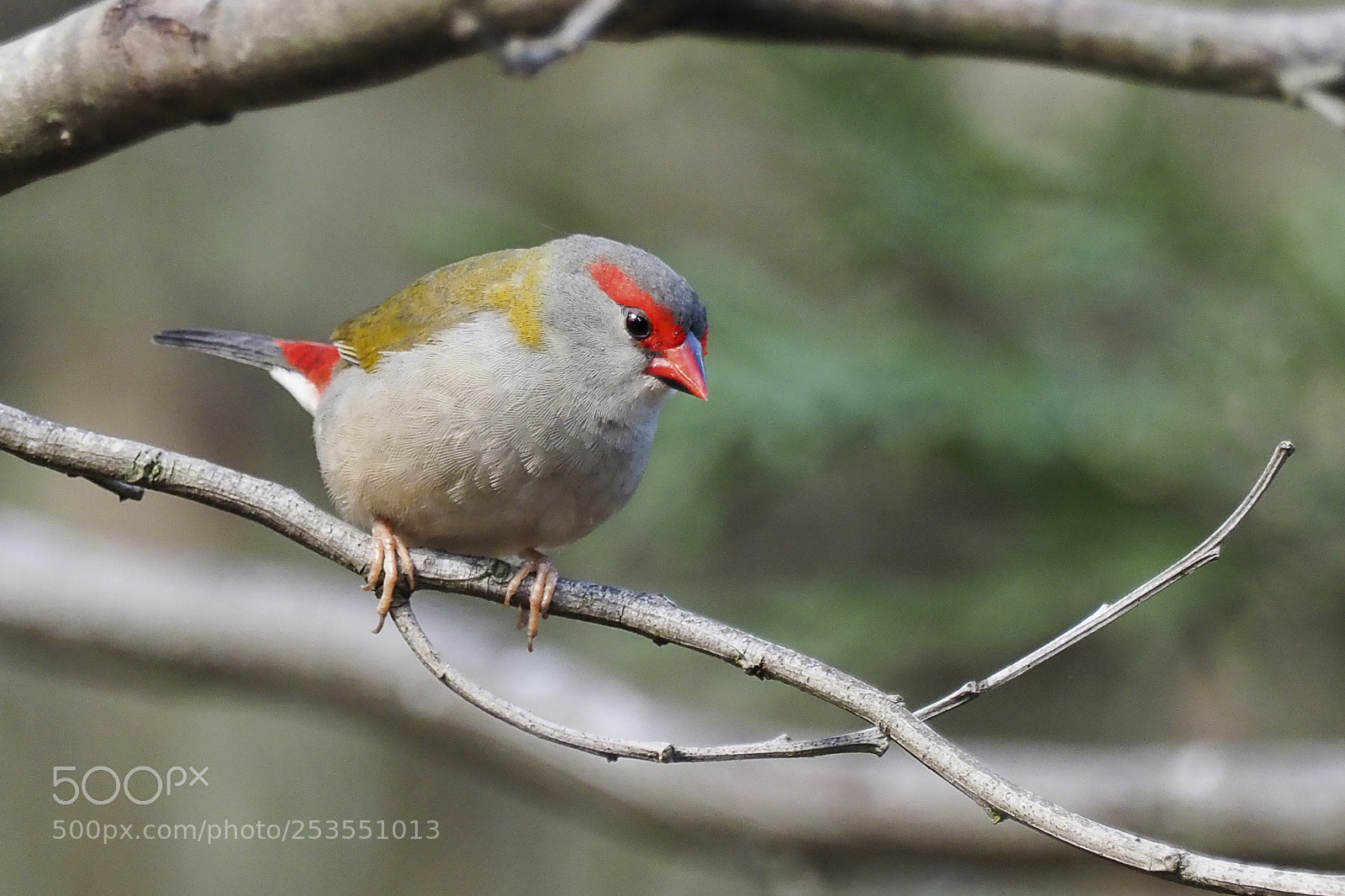 Olympus OM-D E-M1 Mark II sample photo. Red-browed finch photography