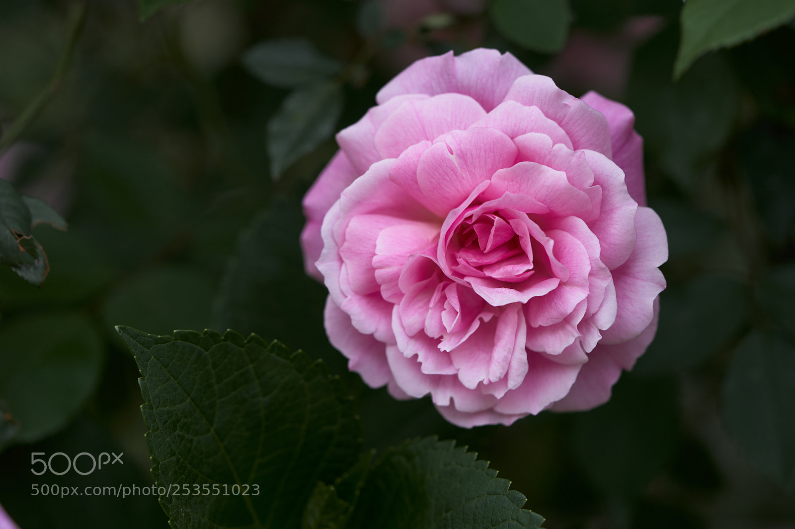 Sony a7 sample photo. Flowers 6400 photography