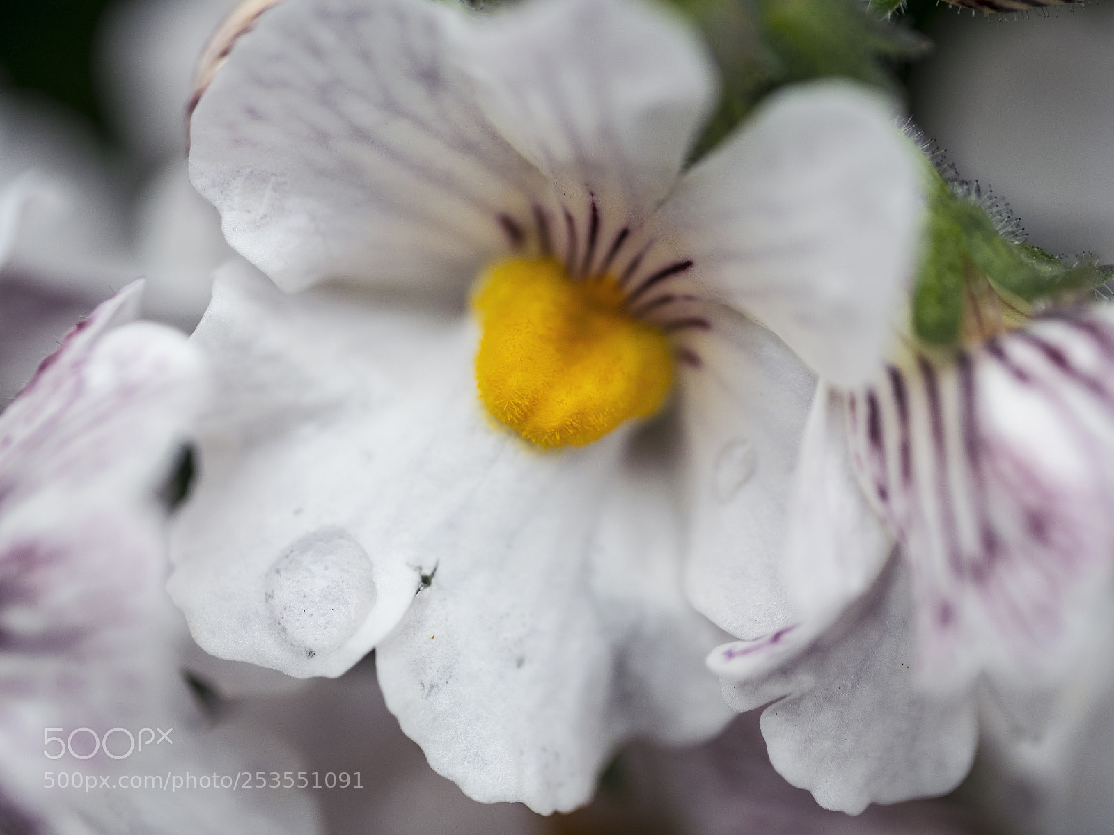 Panasonic Lumix DC-G9 sample photo. Spring photography