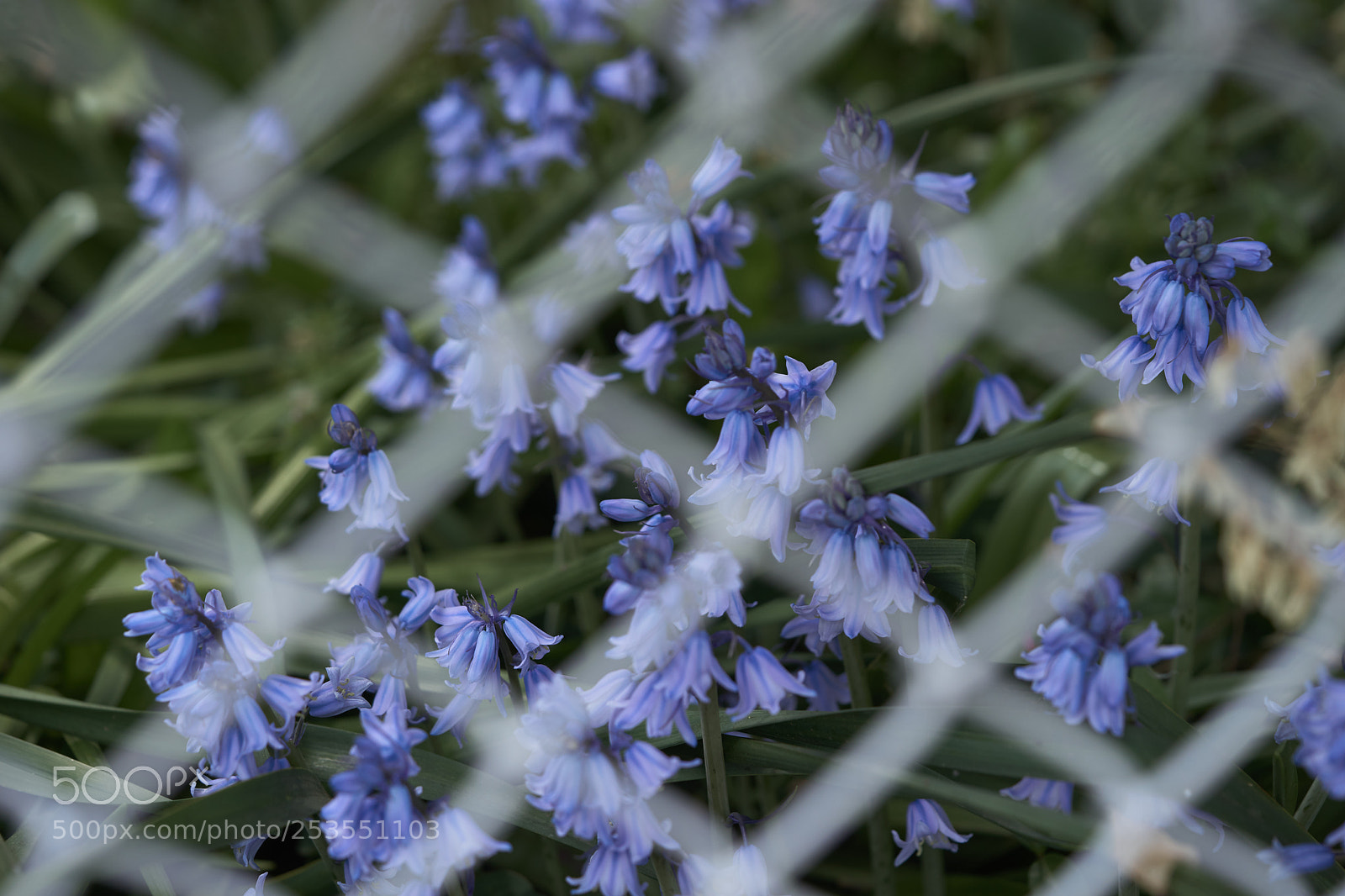 Sony a7 sample photo. Flowers 6401 photography