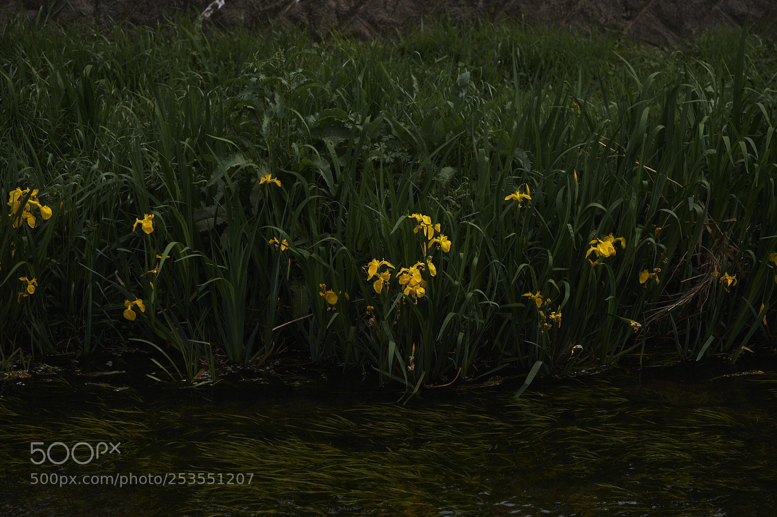 Sony a7 sample photo. Flowers 6402 photography