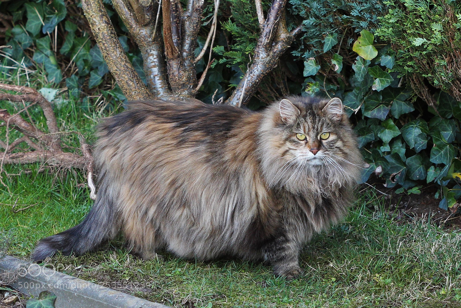 Canon EOS 700D (EOS Rebel T5i / EOS Kiss X7i) sample photo. Minka in winter mode photography