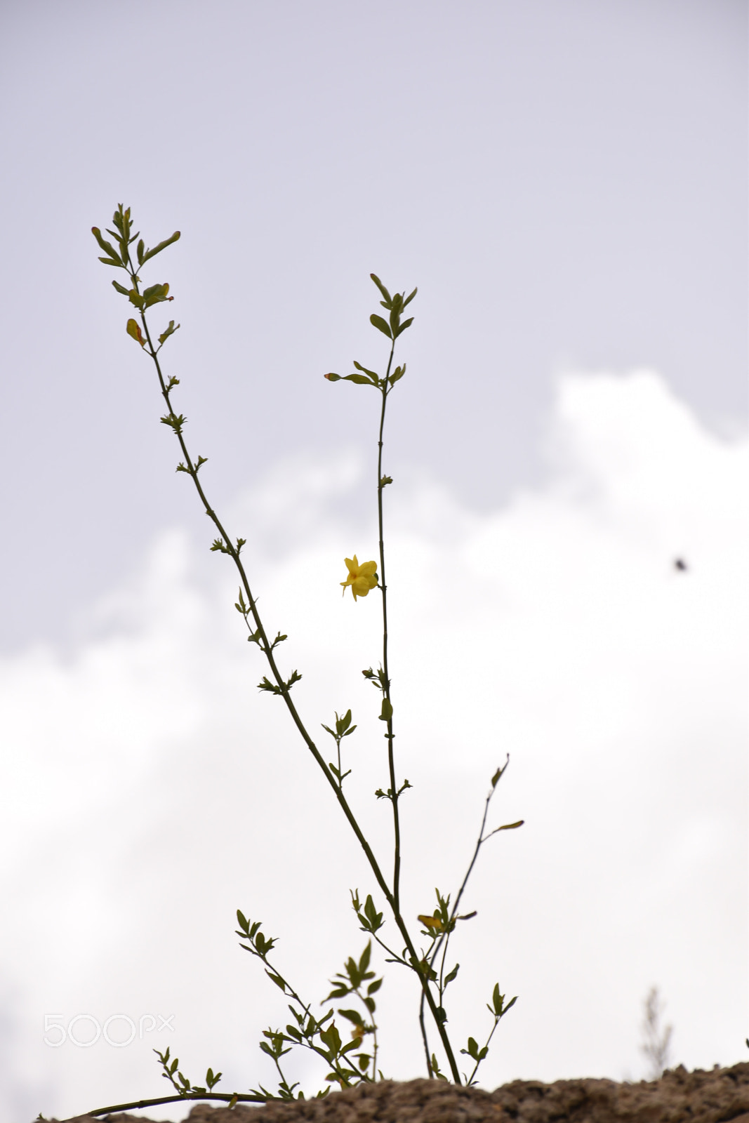 Nikon D5600 sample photo. Branches photography