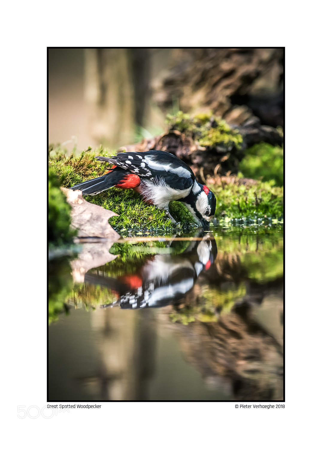Nikon D810 sample photo. Great spotted woodpecker photography